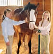 Check out our horse boarding packages