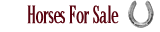 Horses for Sale at Maple Meadows Equestrian Centre