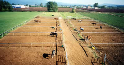 Outdoor pens at Maple Meadows Equestrian Centre